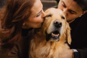 Close-up of a couple kissing a happy golden retriever on each cheek
