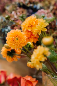 Close-up of orange dahlias in bloom
