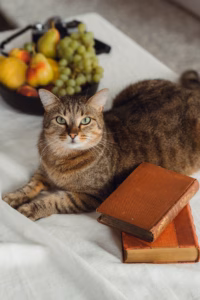 Tabby cat lying beside a stack of old books, with a bowl of fruit in the background